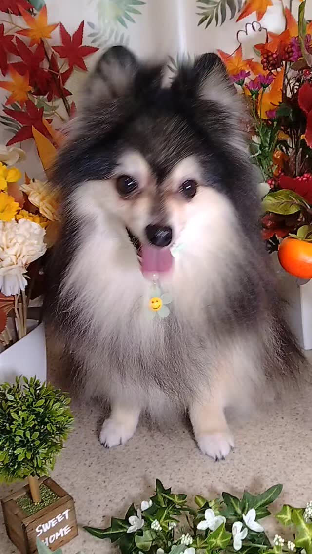 レオくん🐶