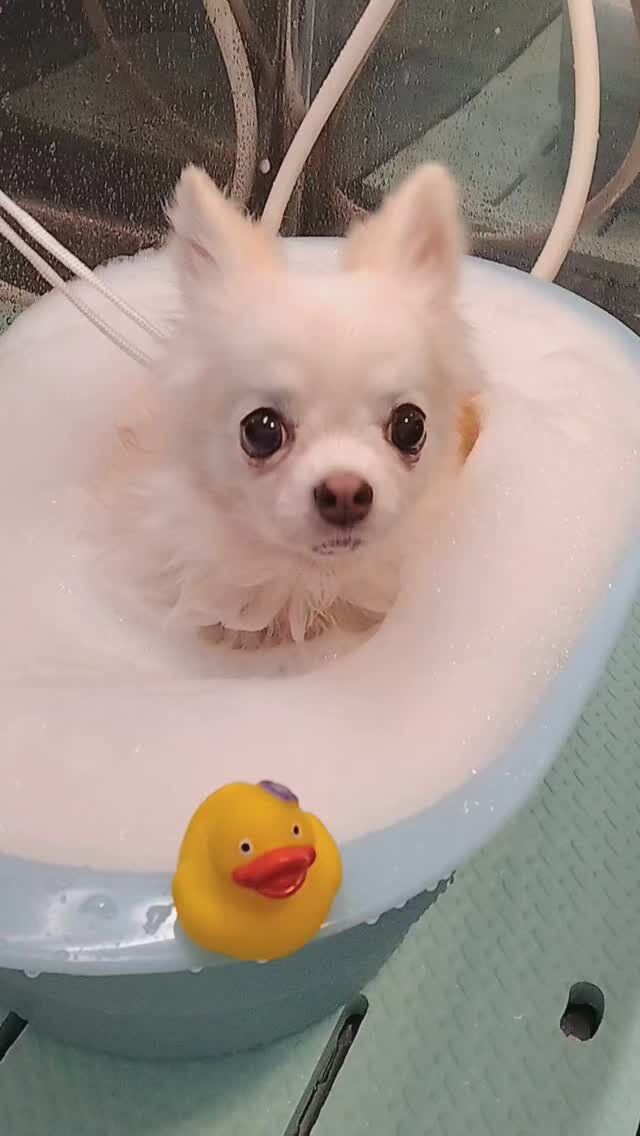 アキちゃん🐶