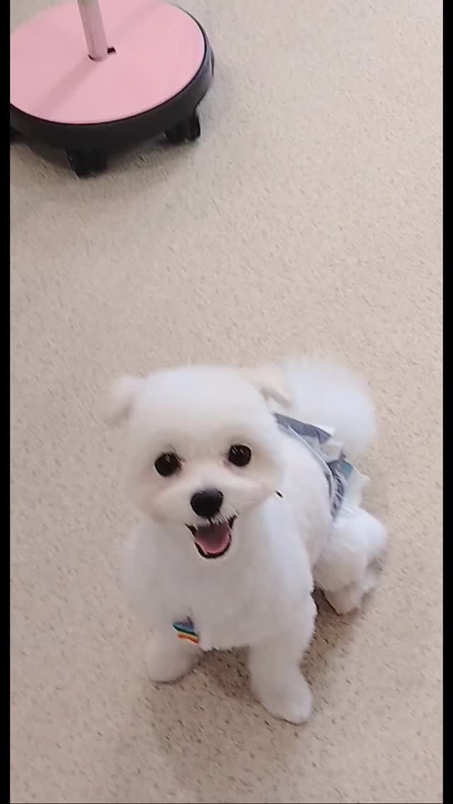 ゆきちゃん🐶