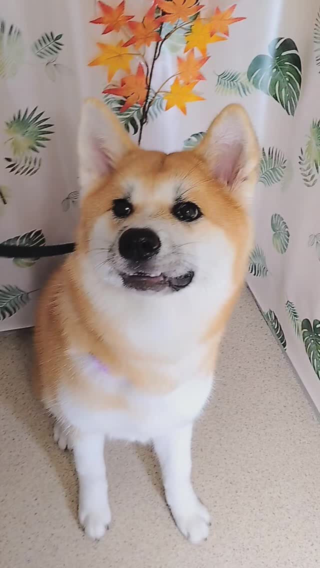 輝ちゃん🐶