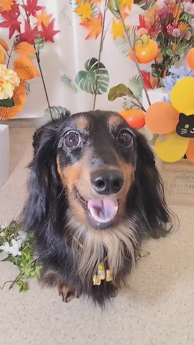心愛ちゃん🐶