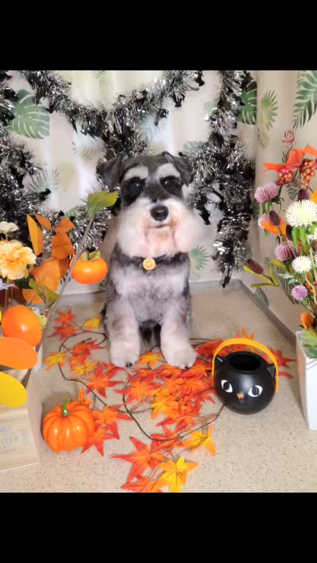 あかねちゃん🐶