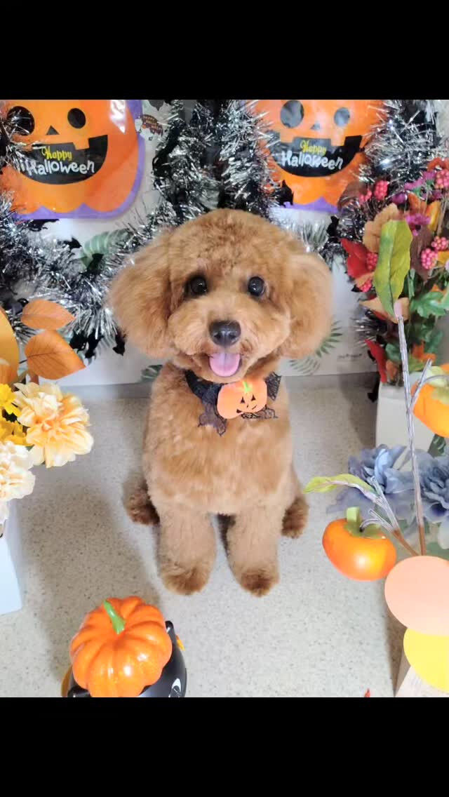 むぅちゃん🐶