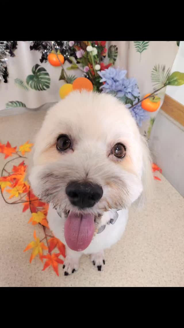 ロワくん🐶