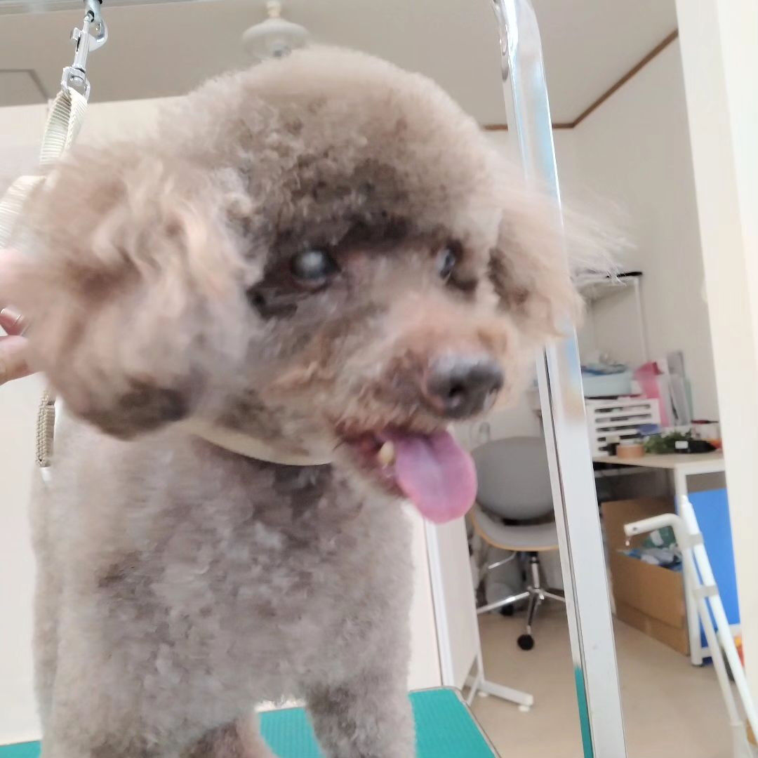 ブラウニーくん🐶