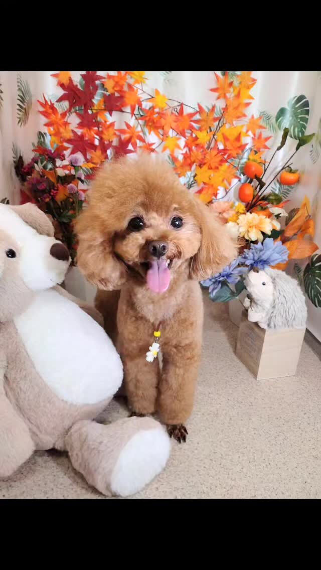 モコちゃん🐶
