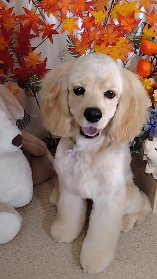 ペコちゃん🐶