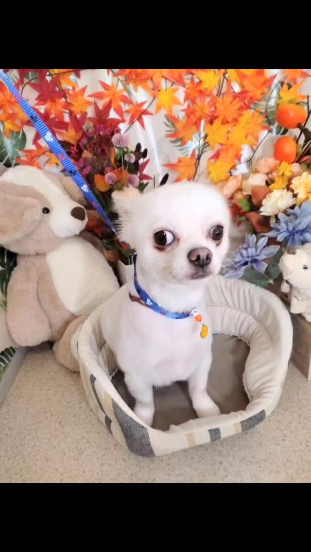 ミルクちゃん🐶
