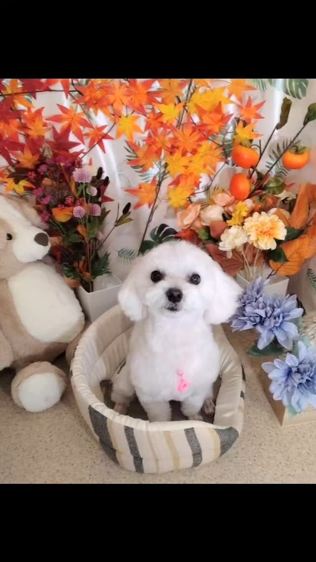 ララちゃん🐶