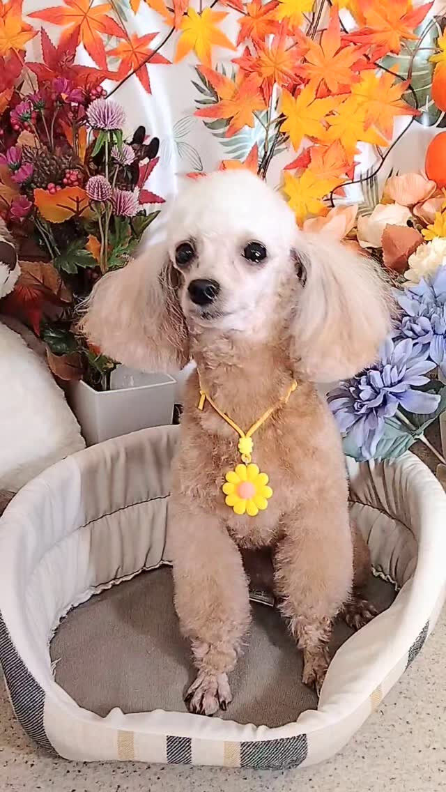 ニアちゃん🐶
