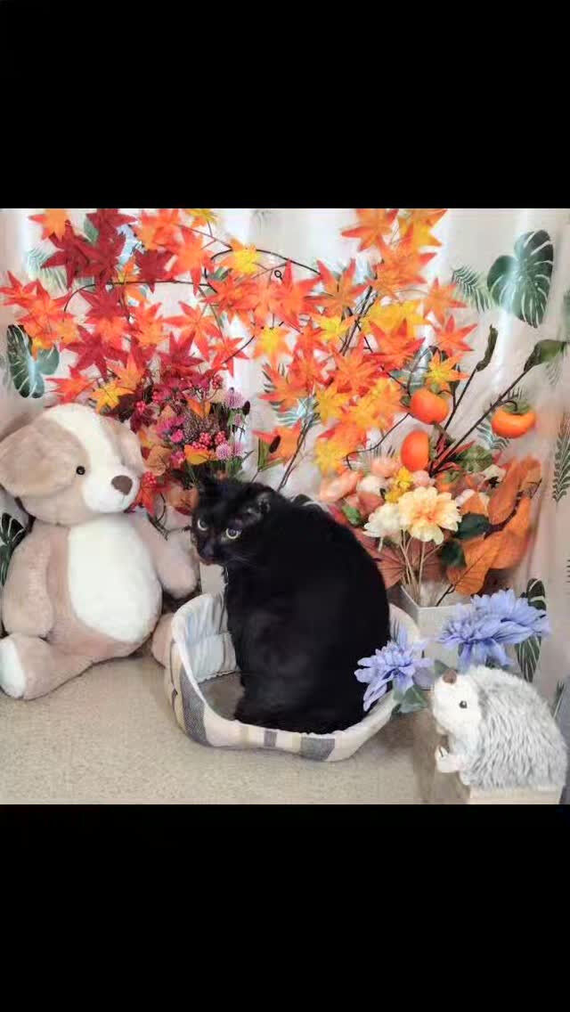 ミーちゃん😺
