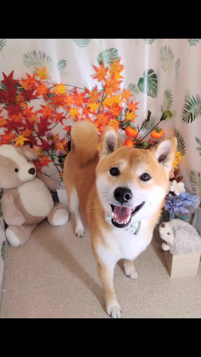 むぎちゃん🐶