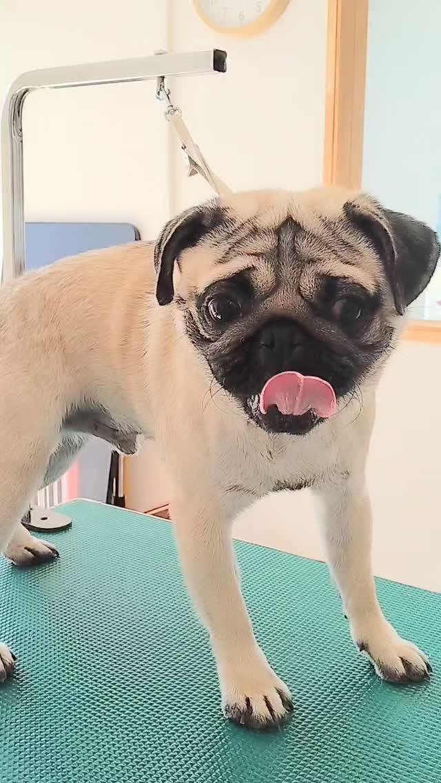 コタロウくん🐶