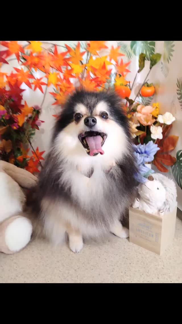レオくん🐶