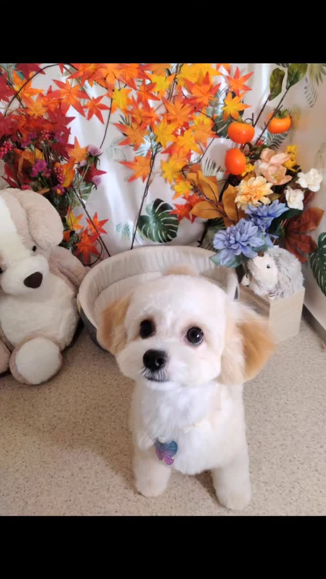 みぅちゃん🐶