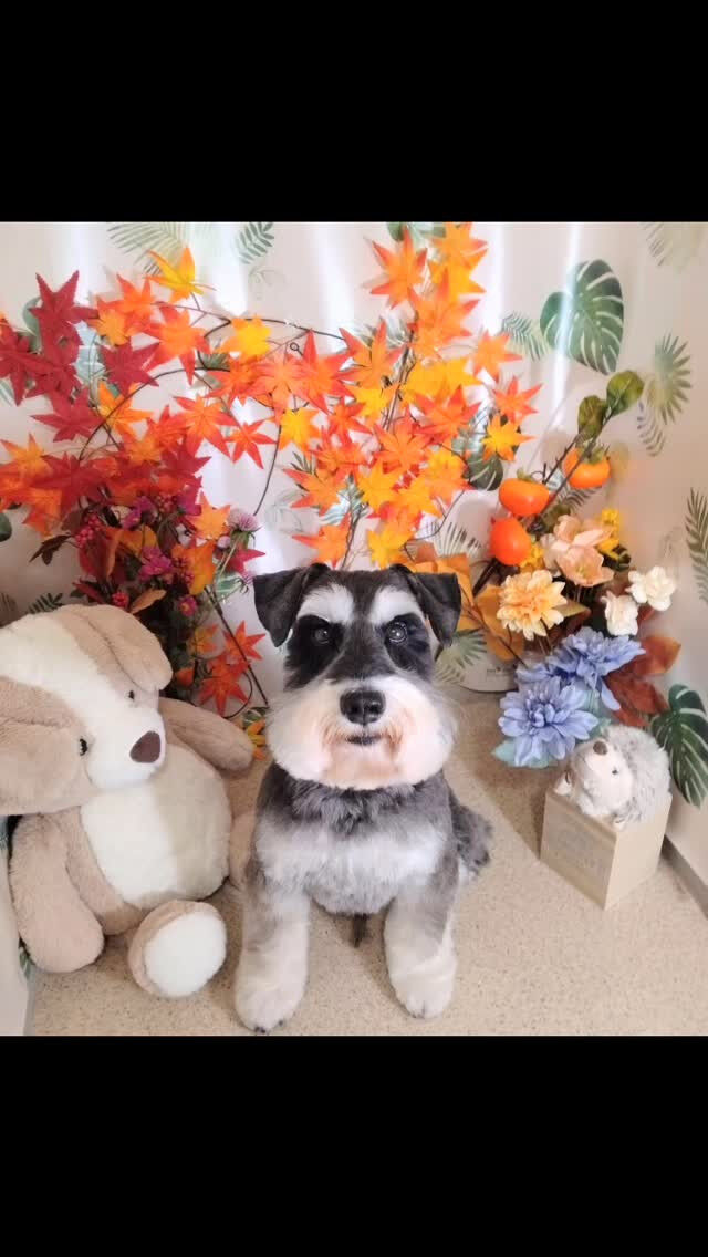 あかねちゃん🐶