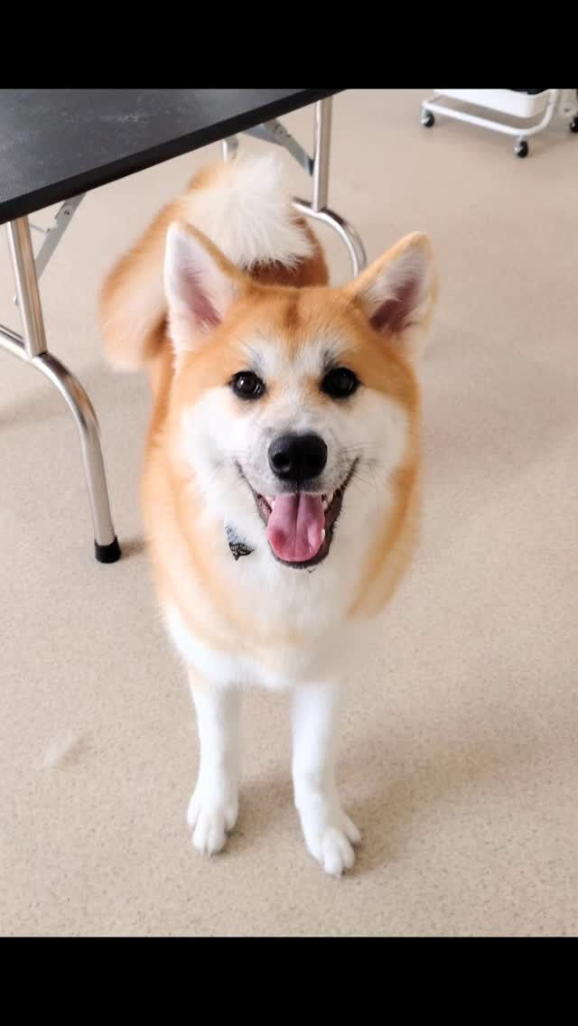 輝ちゃん🐶