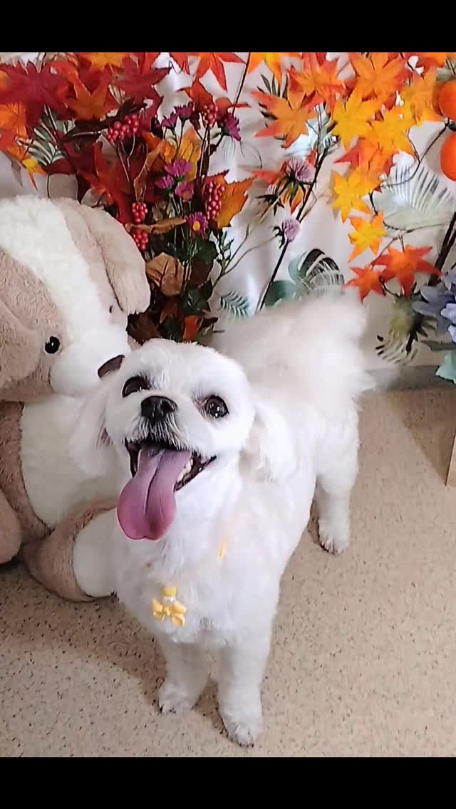 くりちゃん🐶