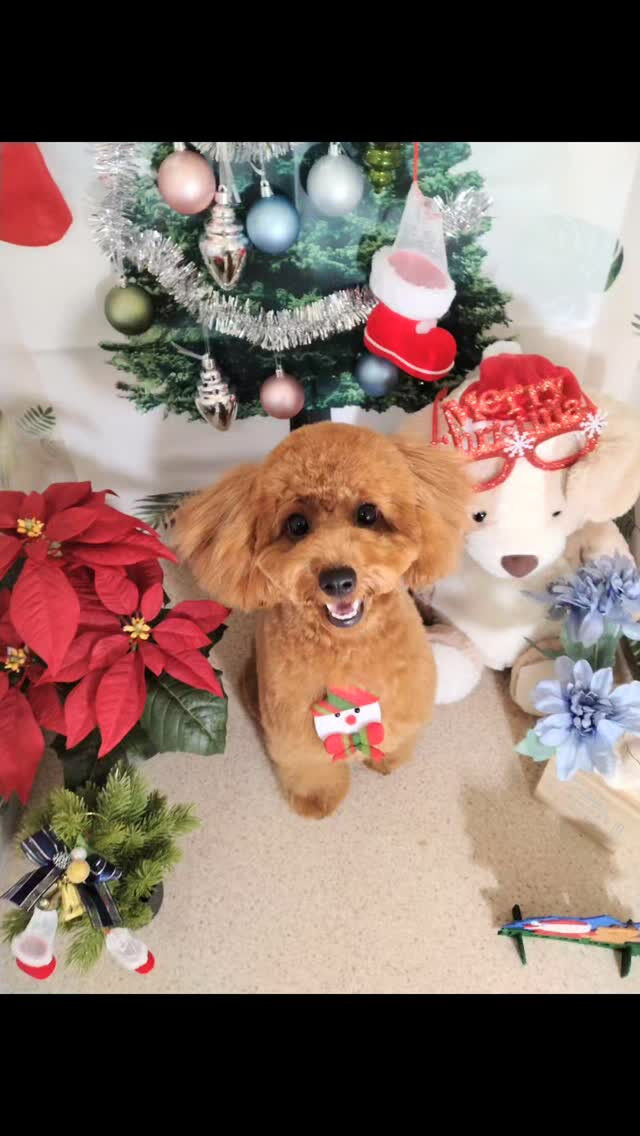 むぅちゃん🐶