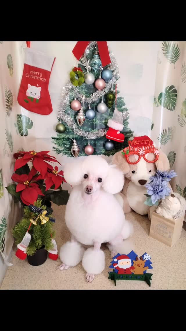 ちゃんこちゃん🐶