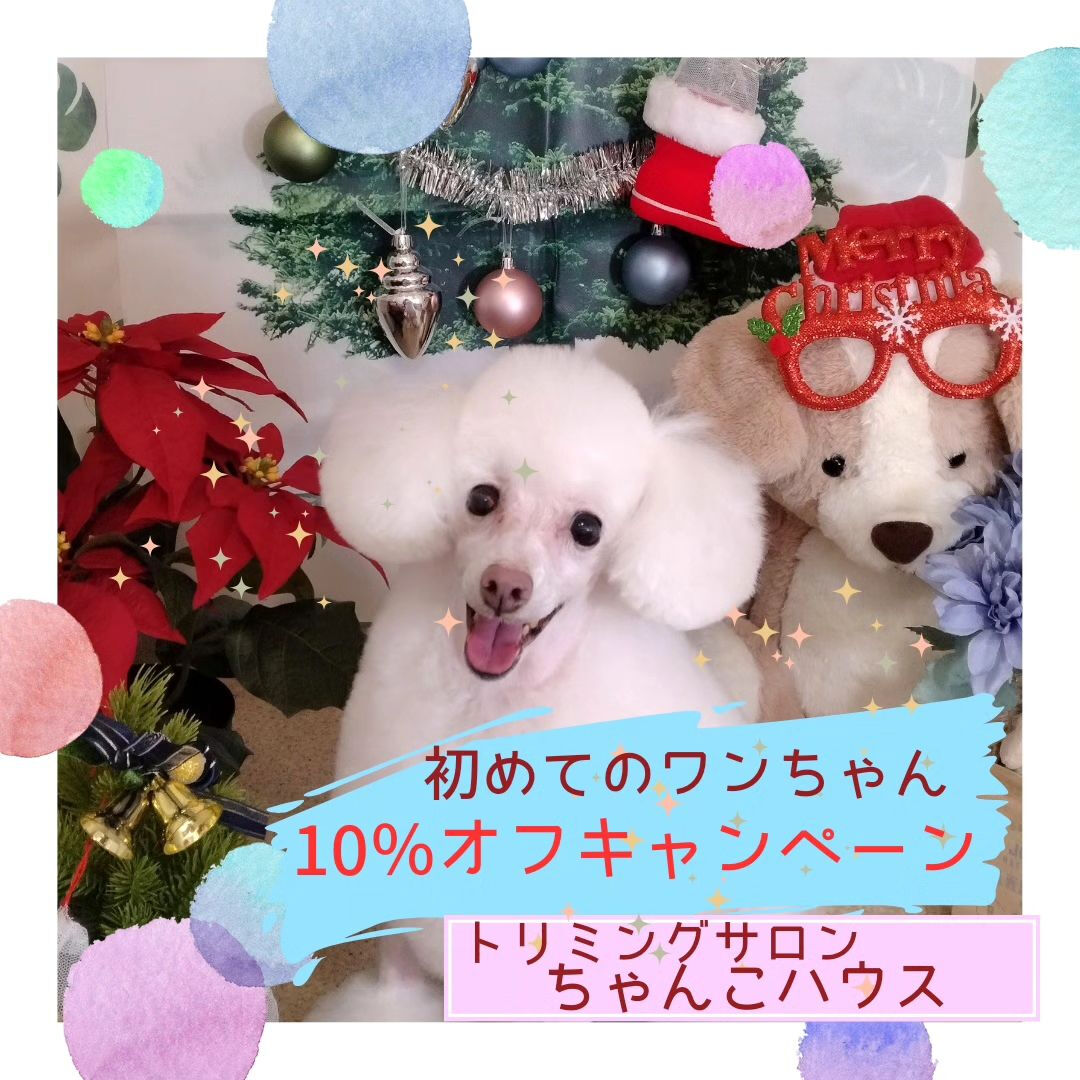 当店を初めてのご利用のワンちゃん10%OFFキャンペーン中で