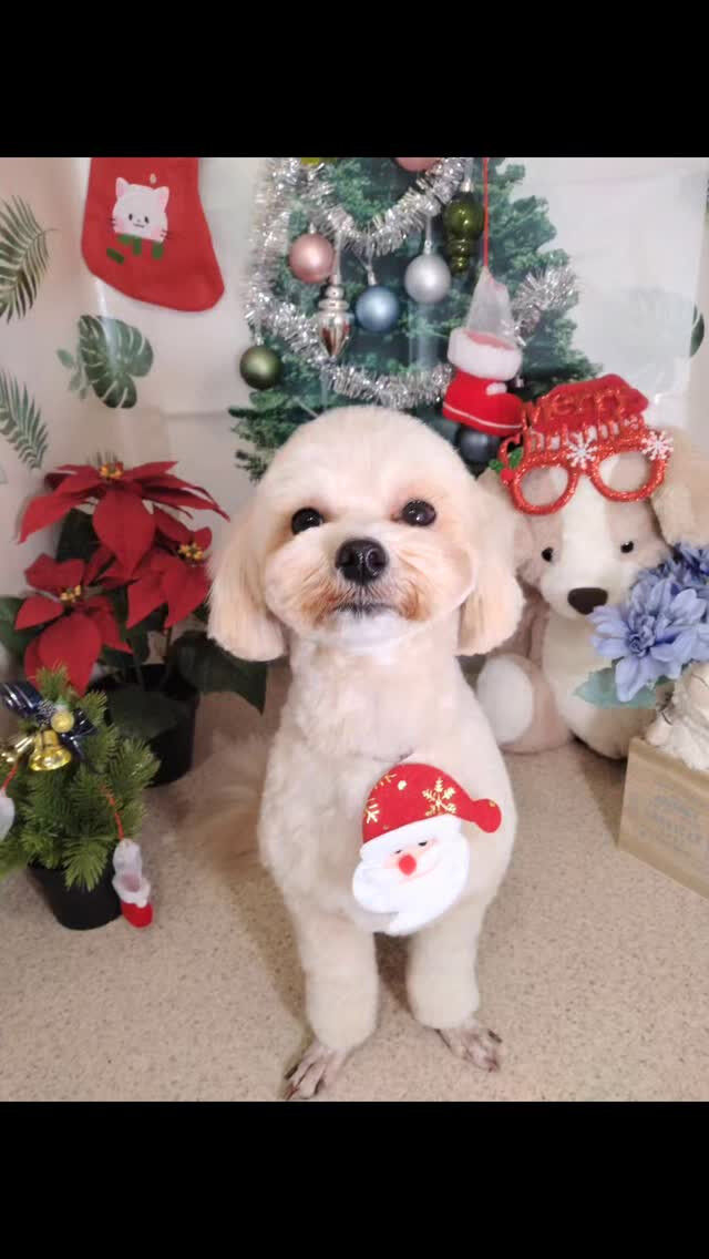 ぽてちゃん🐶