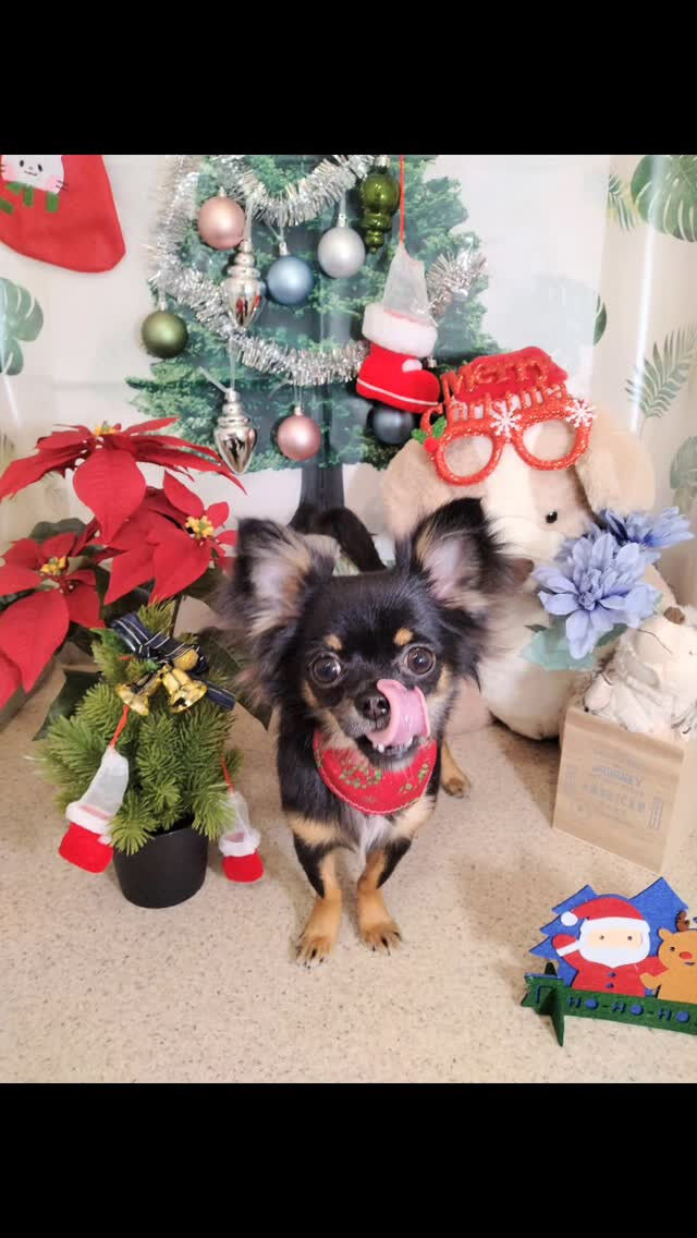 ラムちゃん🐶