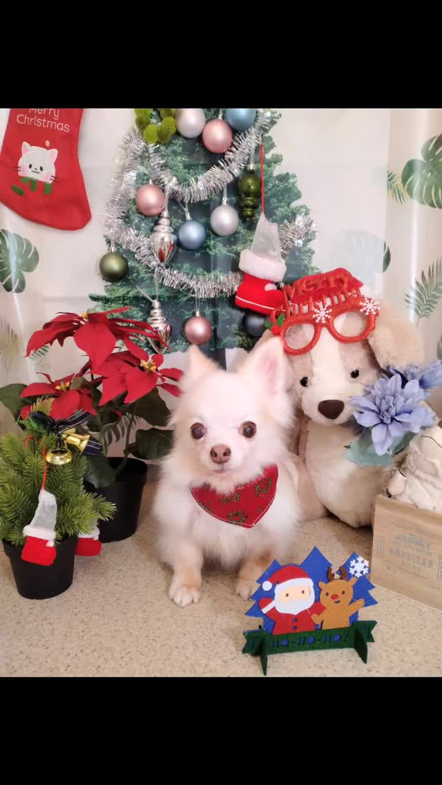 アキちゃん🐶