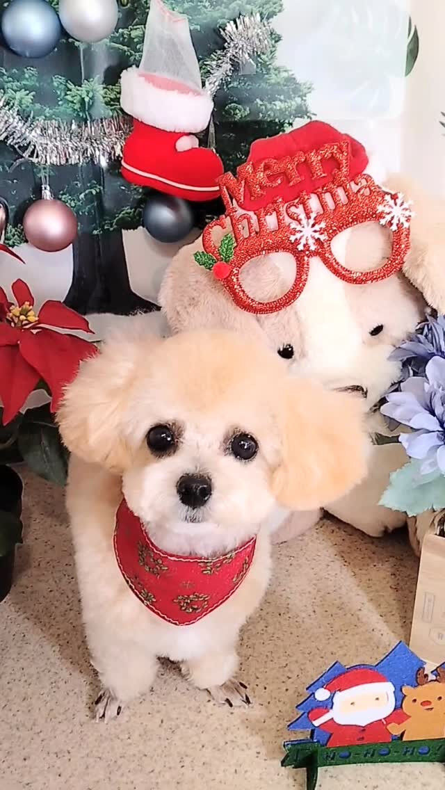 もこちゃん🐶