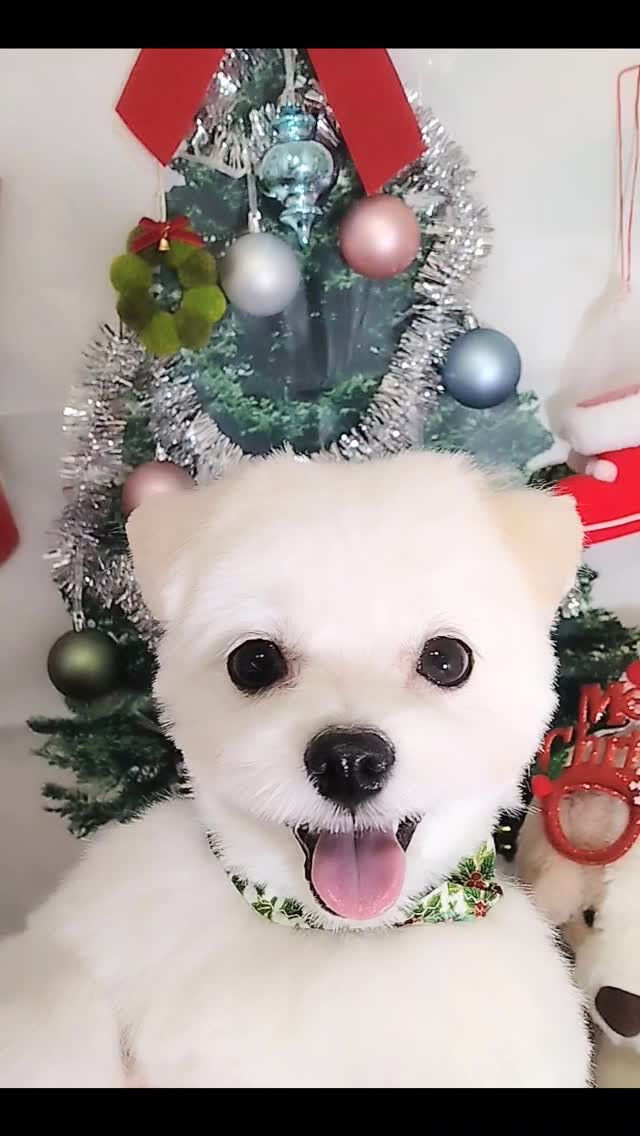 ゆきちゃん🐶