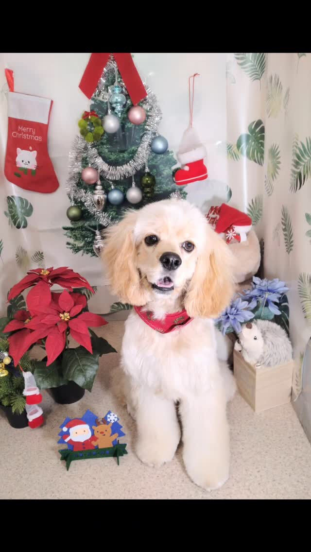 ペコちゃん🐶