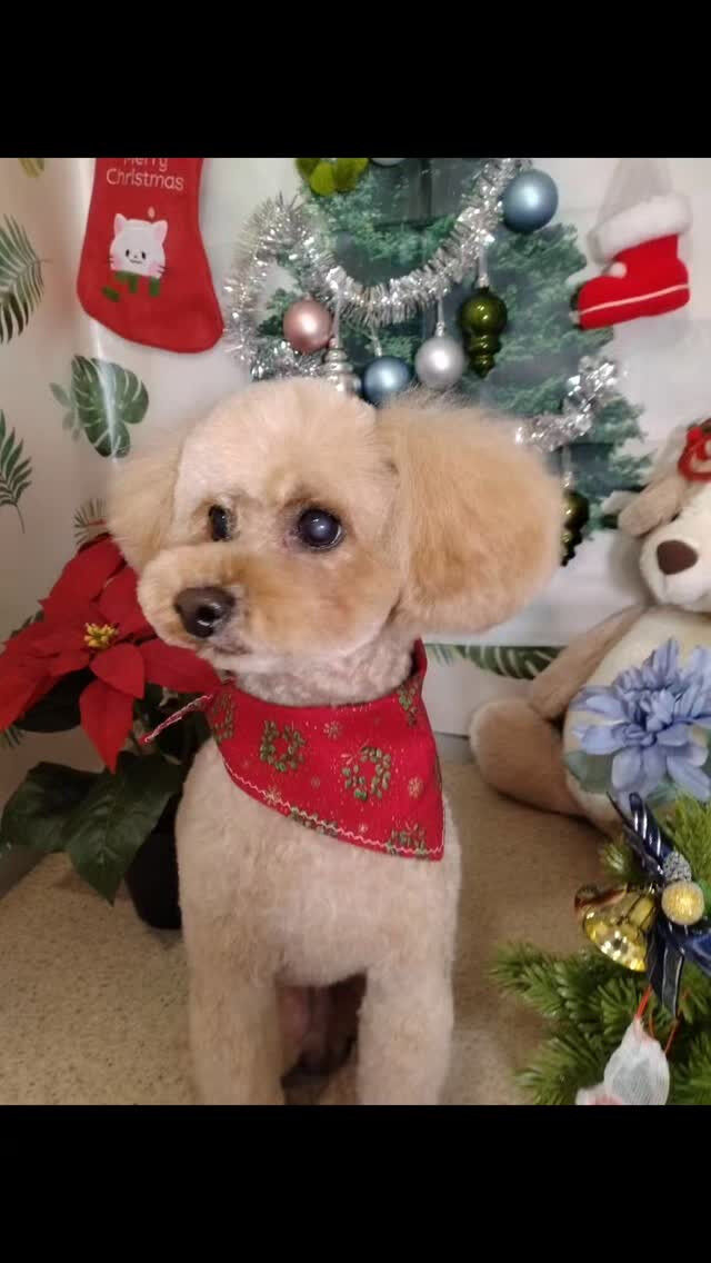 マロンくん🐶