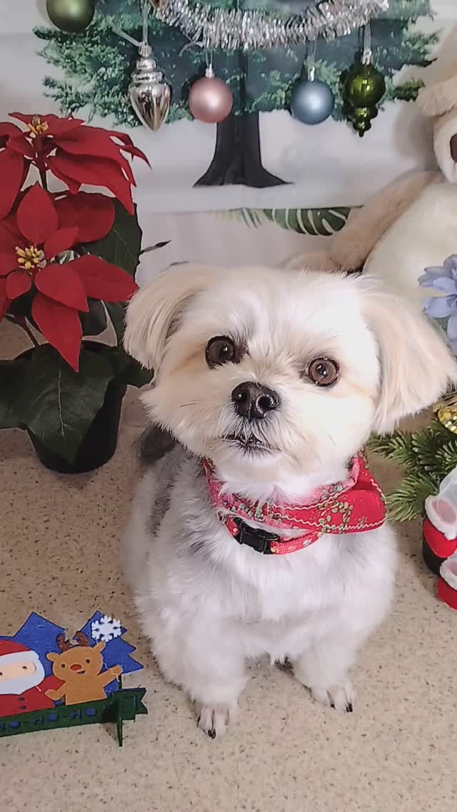 のんちゃん🐶
