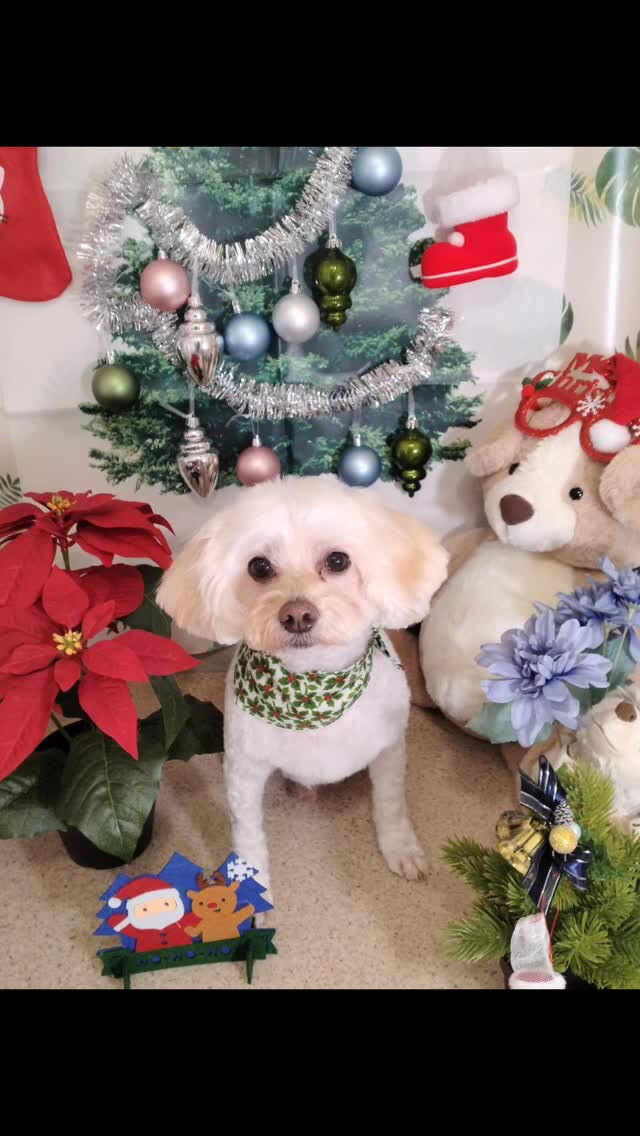 ココちゃん🐶