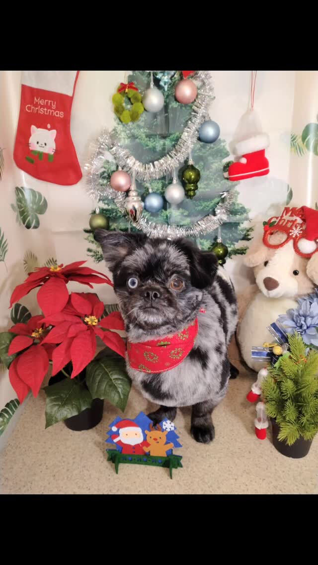 豆太くん🐶