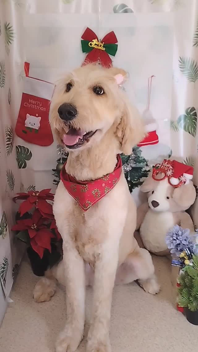 ドゥーちゃん🐶