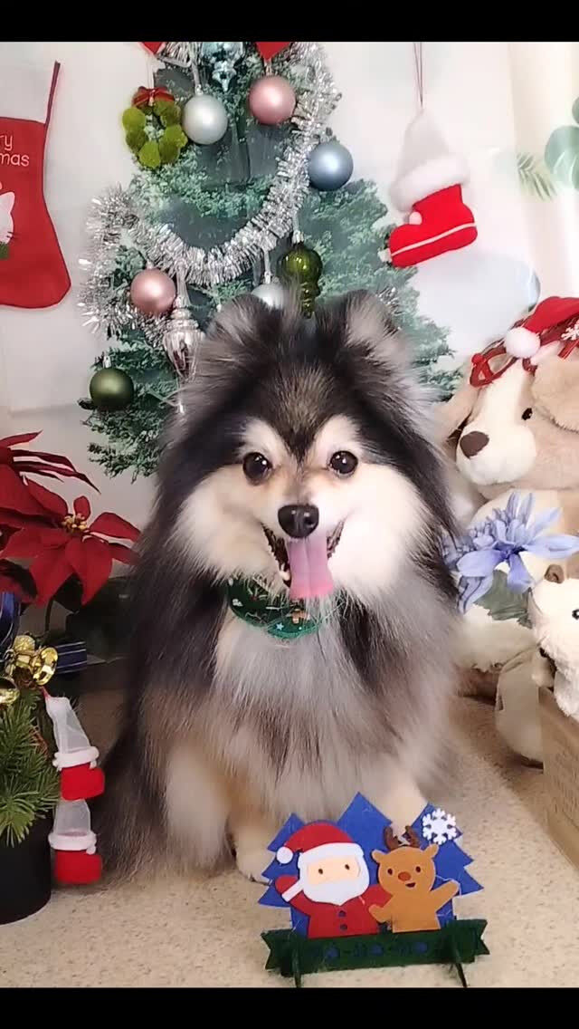 レオくん🐶