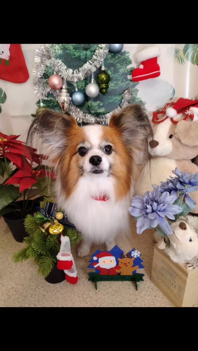 ライスくん🐶