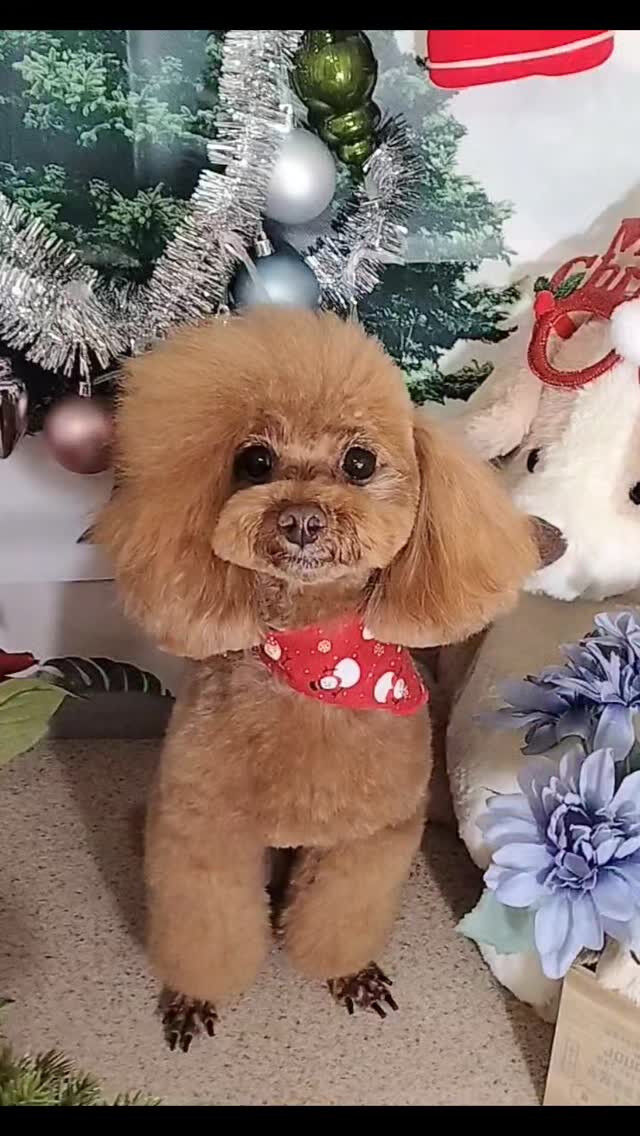 モコちゃん🐶
