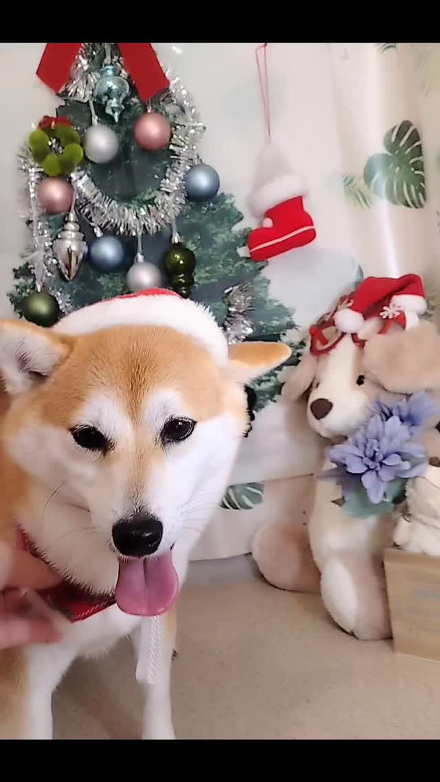 うめちゃん🐶
