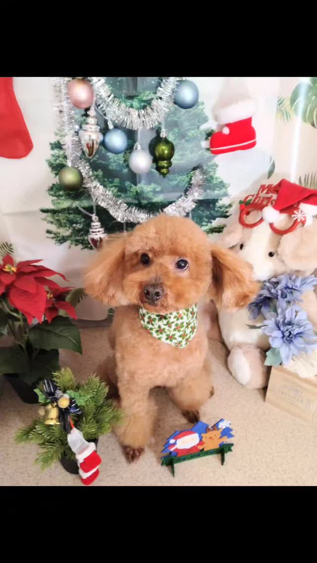 ムギちゃん🐶