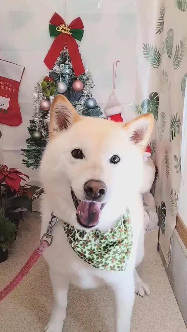 キャスパーくん🐶