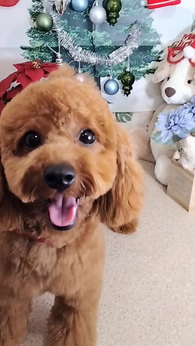 むぅちゃん🐶