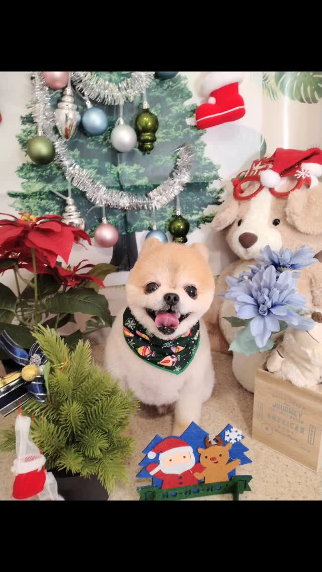 おもちちゃん🐶