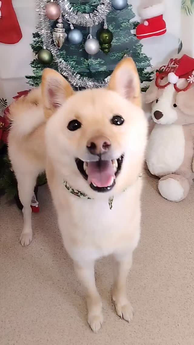 レオくん🐶