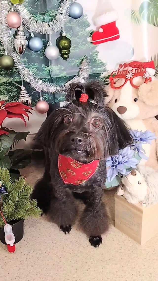 ナツちゃん🐶