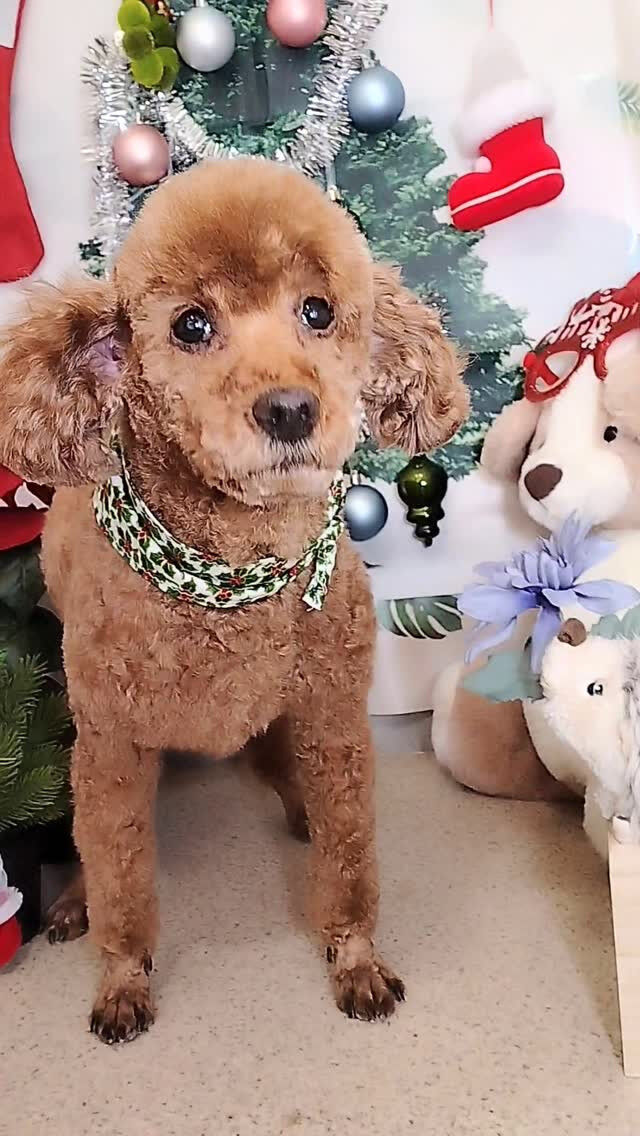 恋くん🐶