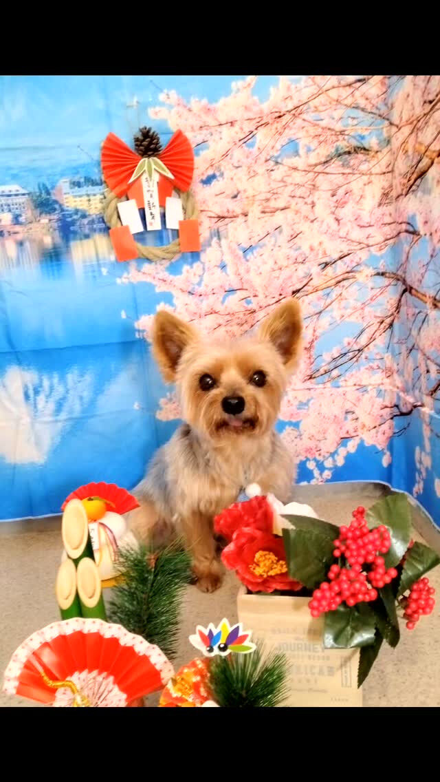 カイトくん🐶