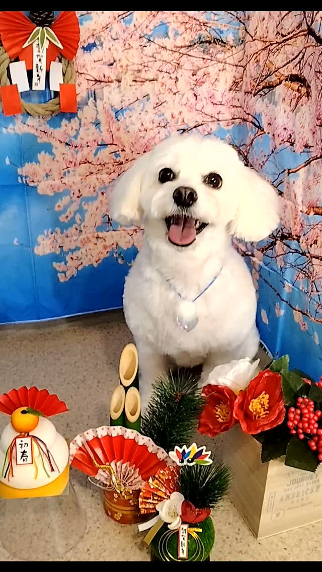 ましゅちゃん🐶