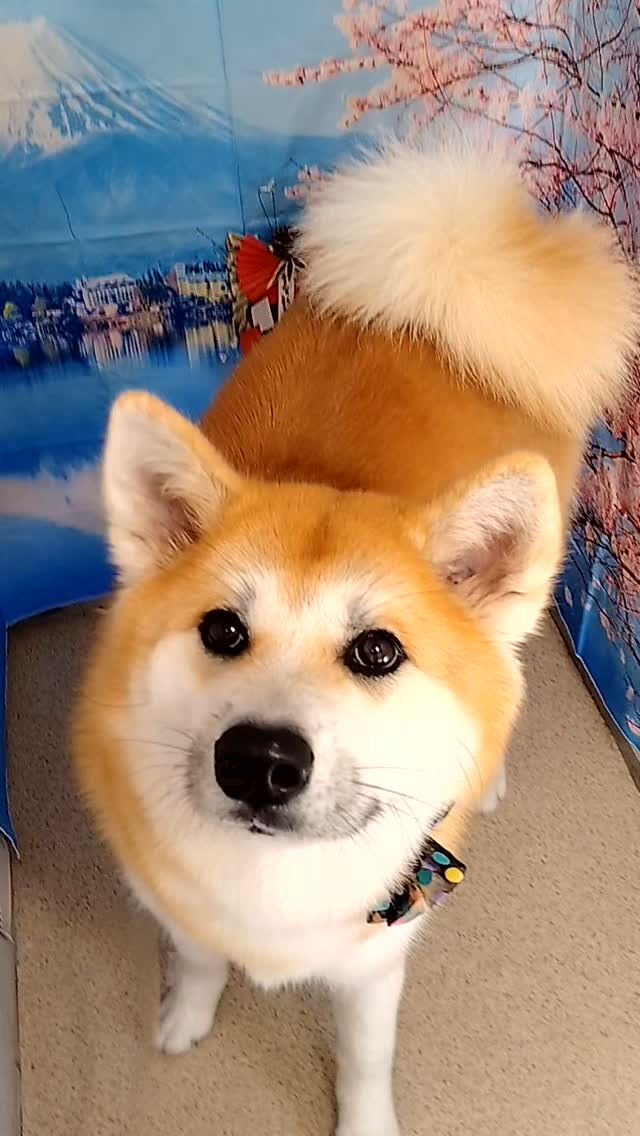 輝ちゃん🐶
